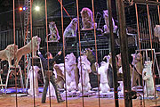 2 Dutzend Löwen und Tiger in der Manege von Martin Lacey jr.